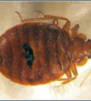 bedbug1 (2)